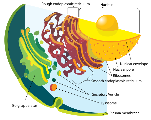 File:Endomembrane system diagram en.svg