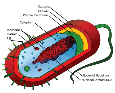 http://upload.wikimedia.org/wikipedia/commons/thumb/5/5a/Average_prokaryote_cell-_en.svg/400px-Average_prokaryote_cell-_en.svg.png