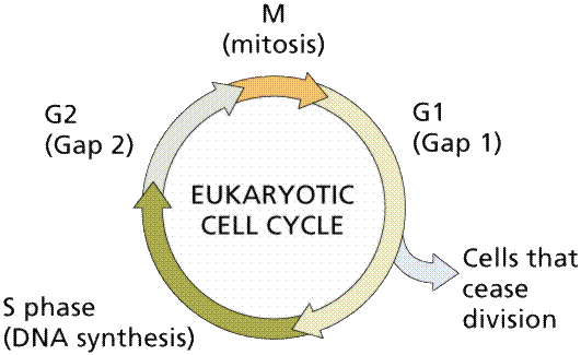 http://www.emc.maricopa.edu/faculty/farabee/biobk/cellcycle.gif